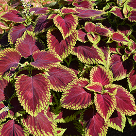 Plant Photo 8
