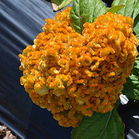 Plant Photo 2