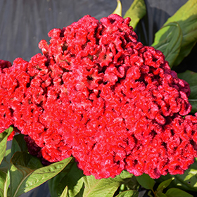 Plant Photo 10