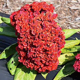 Plant Photo 9