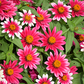 Plant Photo 8
