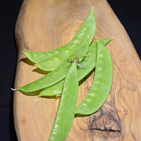 Plant Photo 1