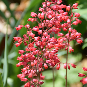 Plant Photo 9