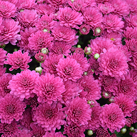 Plant Photo 10