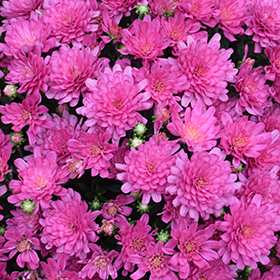 Plant Photo 7