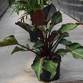 Plant Photo 10