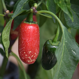 Plant Photo 4