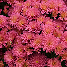 Plant Photo 2