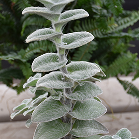 Plant Photo 8