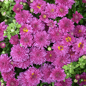 Plant Photo 9