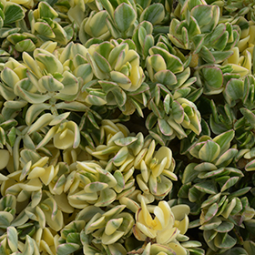Plant Photo 7