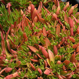 Plant Photo 1