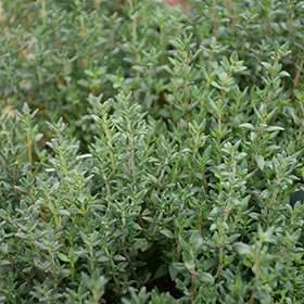 Plant Photo 7