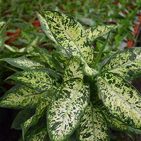 Plant Photo 4