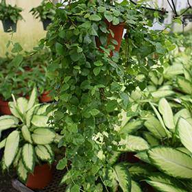 Plant Photo 4