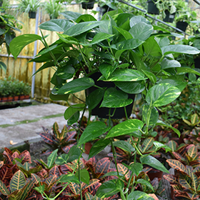Plant Photo 4
