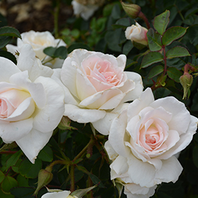 Plant Photo 7