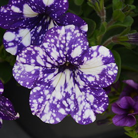Plant Photo 8