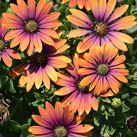Plant Photo 9