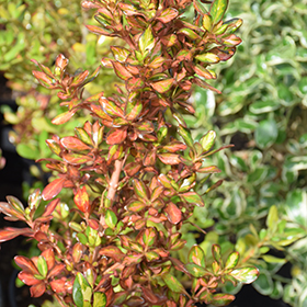 Plant Photo 5