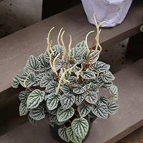 Plant Photo 7