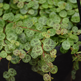 Plant Photo 2