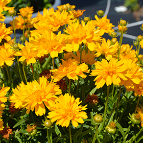Plant Photo 8