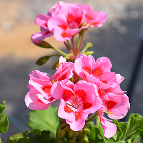 Plant Photo 6