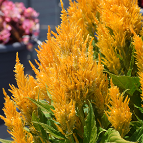 Plant Photo 7