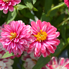 Plant Photo 4