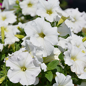 Plant Photo 6