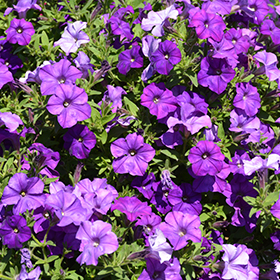 Plant Photo 5