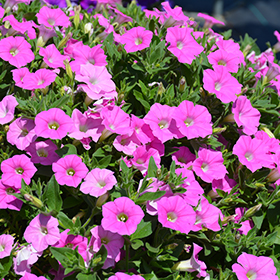 Plant Photo 6