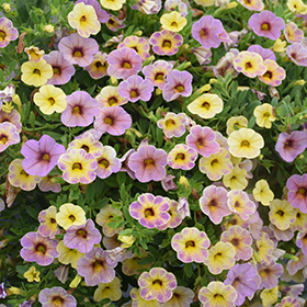 Plant Photo 3