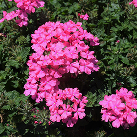 Plant Photo 7