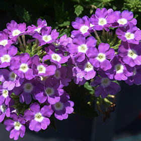Plant Photo 8