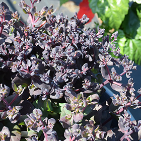 Plant Photo 2