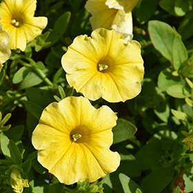 Plant Photo 8