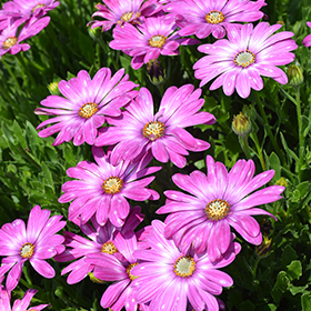 Plant Photo 8