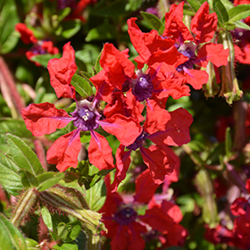 Plant Photo 3