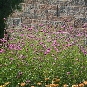 Plant Photo 1