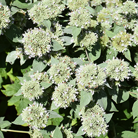 Plant Photo 6