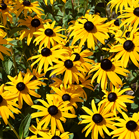 Plant Photo 8