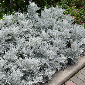 Plant Photo 4