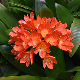 Plant Photo 10