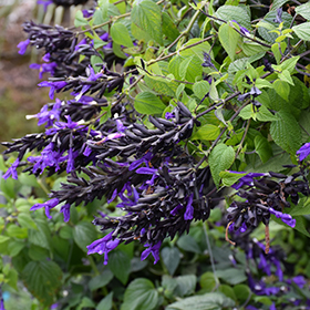 Plant Photo 7
