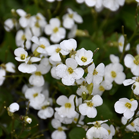 Plant Photo 2