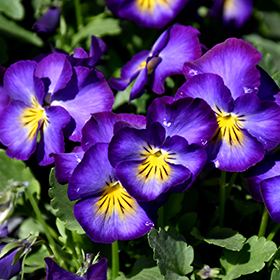 Plant Photo 10