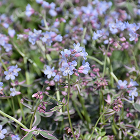 Plant Photo 2