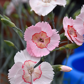 Plant Photo 7
